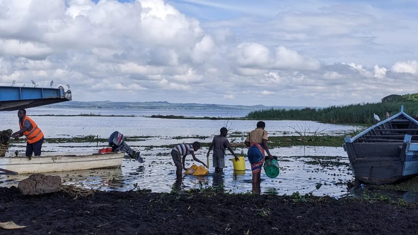 Gugumaji jipya linavyotishia uhai wa viumbe hai Ziwa Victoria, Tanzania